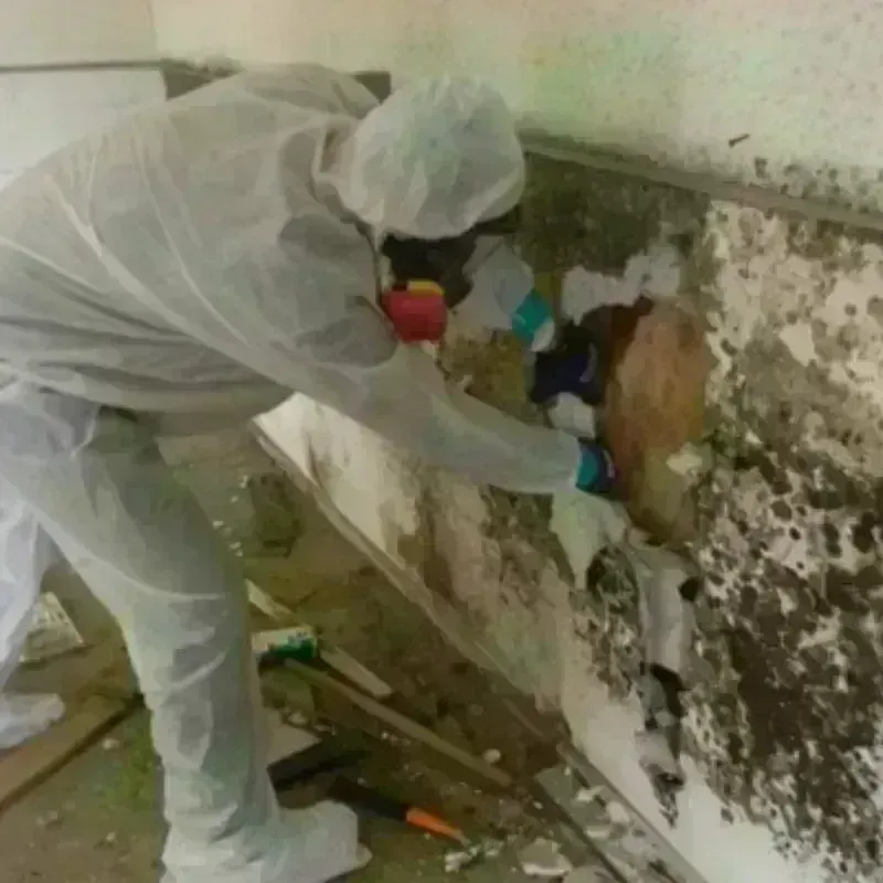 Mold Remediation and Removal in Millington, TN